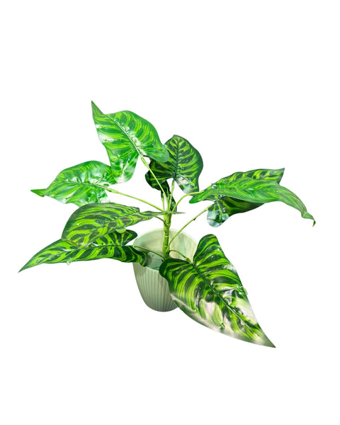 Planta alocacia zebrina con 9 hojas