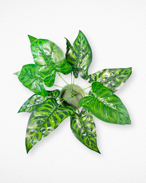 Planta alocacia zebrina con 9 hojas