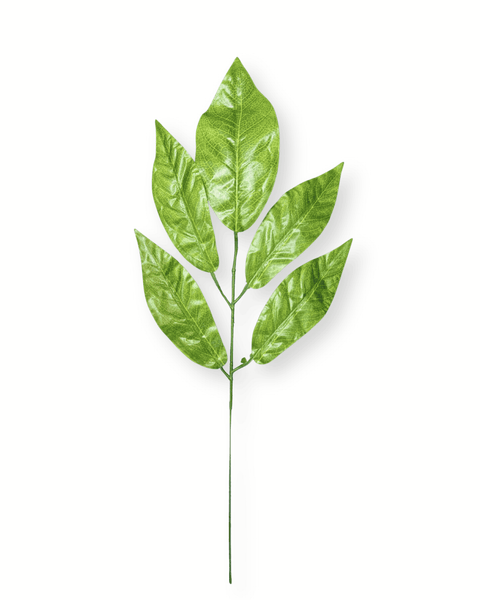 Hoja laurel verde X 12