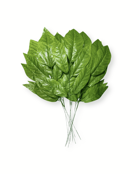 Hoja laurel verde X 12