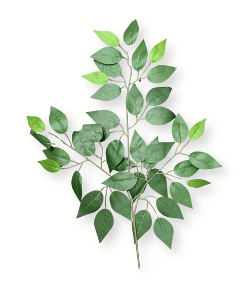Hoja de fico unidad