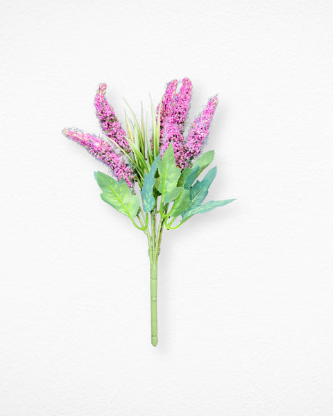 Lavanda