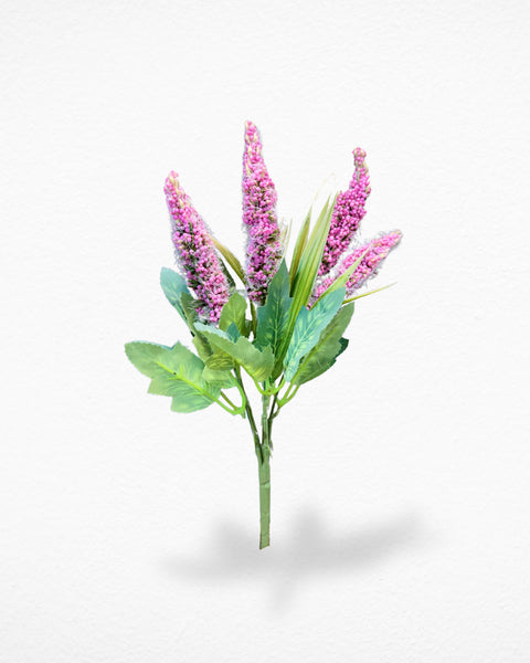 Lavanda