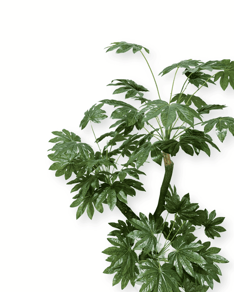 Planta artificial aralia japonesa