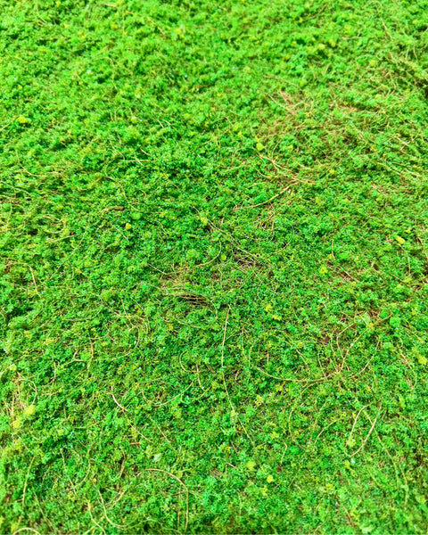 Musgo natural piso 1X1
