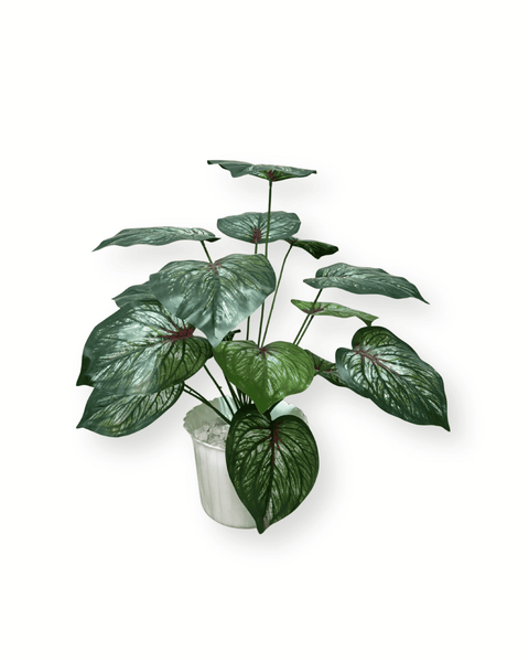 Planta caladium