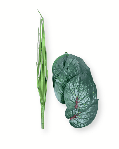 Planta caladium