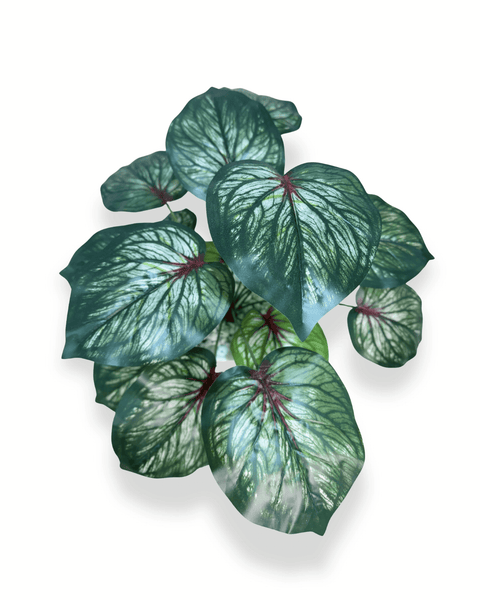 Planta caladium