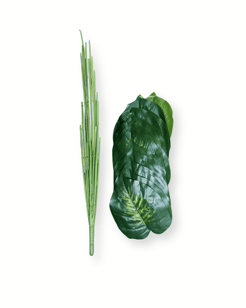 Planta alocacia