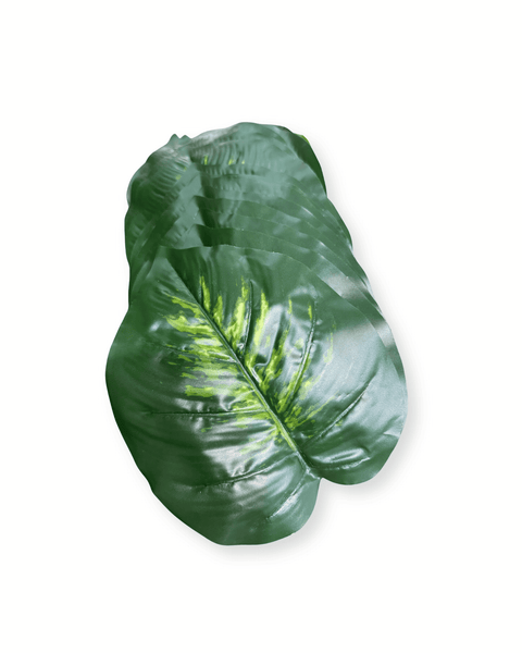 Planta alocacia