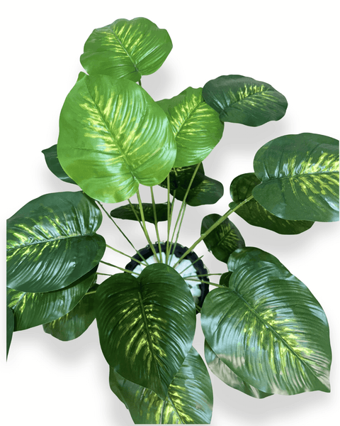 Planta alocacia