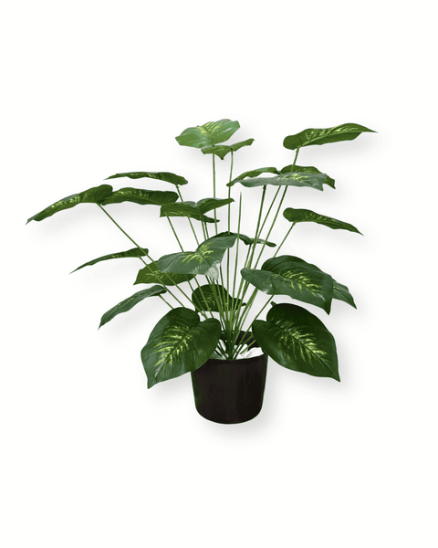 Planta alocacia