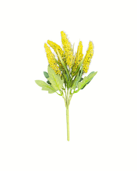 Lavanda