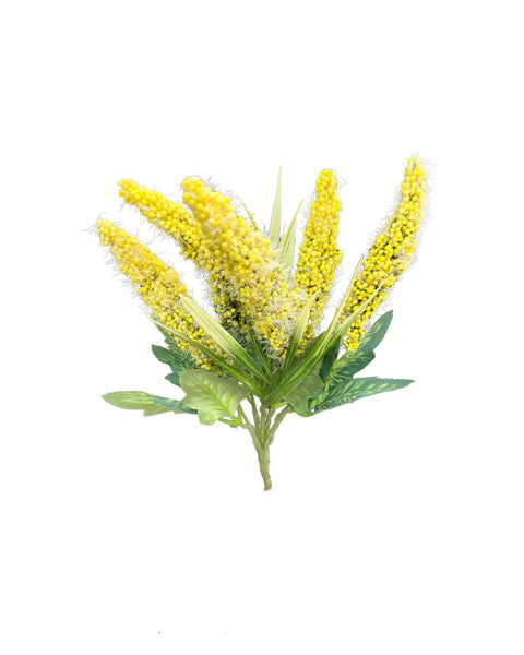 Lavanda