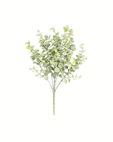 Eucalipto verde pequeño