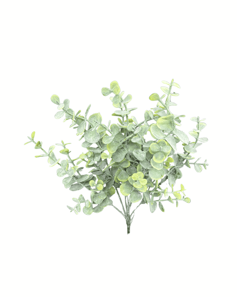 Eucalipto verde pequeño