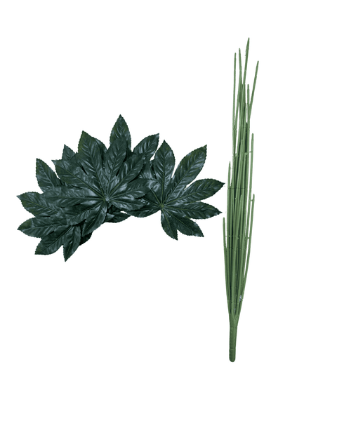 Planta aralia japonica