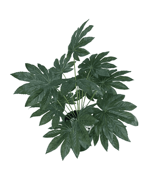 Planta aralia japonica