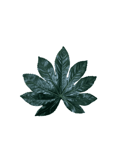 Planta aralia japonica