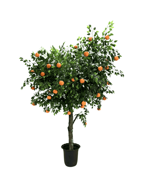 Árbol mandarino grande