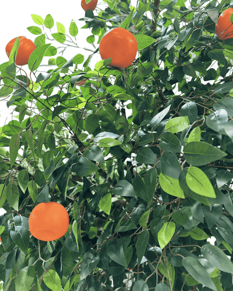 Árbol mandarino grande