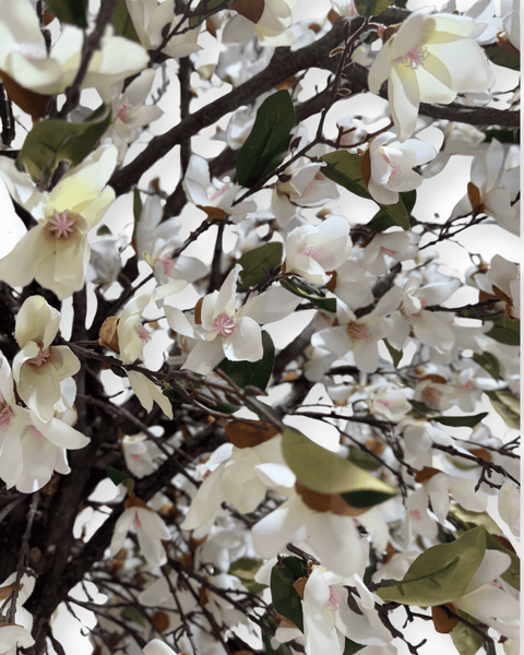 Cerezo japonés blanco