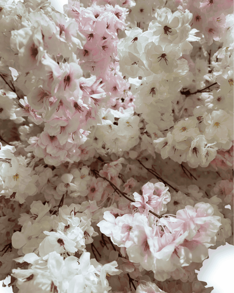 Árbol cerezo japonés grande