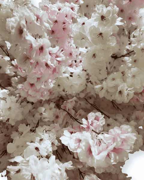 Árbol cerezo japonés arco