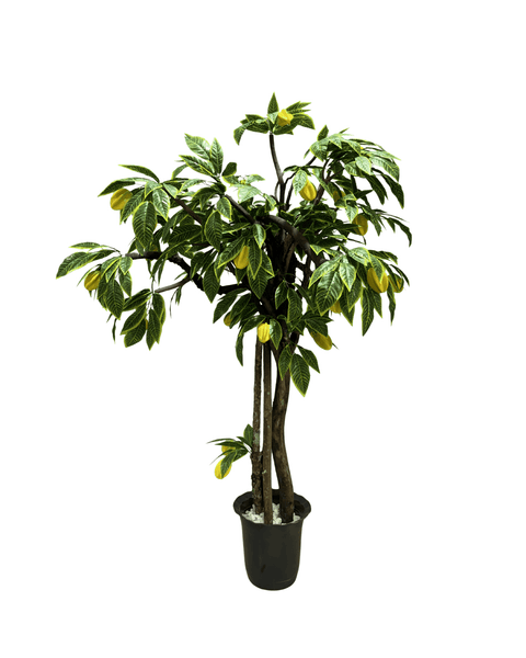 Árbol carambolo grande