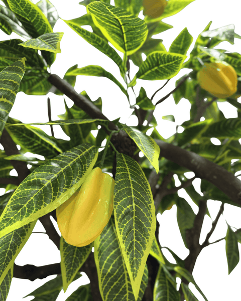 Árbol carambolo grande