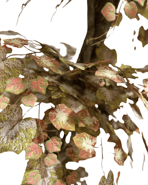Bonsai Otoño triple