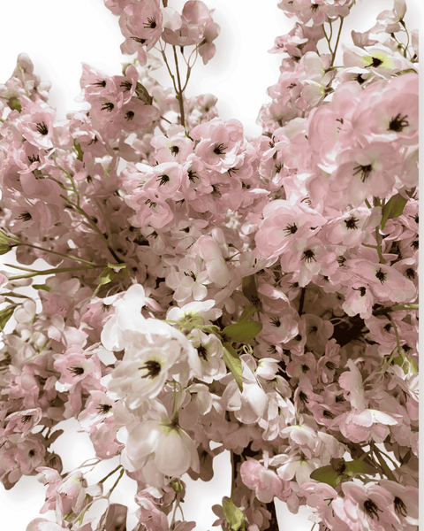 Árbol cerezo pequeño