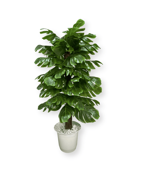 Árbol balazo