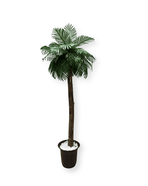 Árbol palmera grande