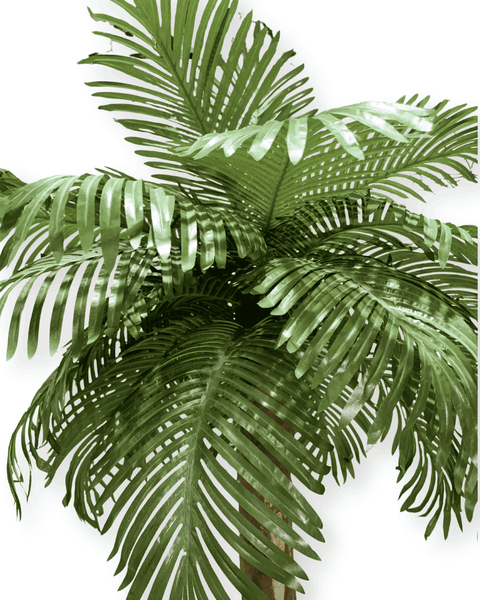 Árbol palmera grande
