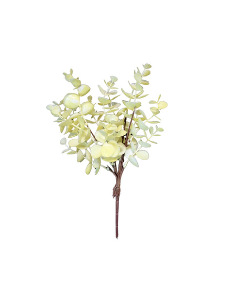 Eucalipto blanco natural