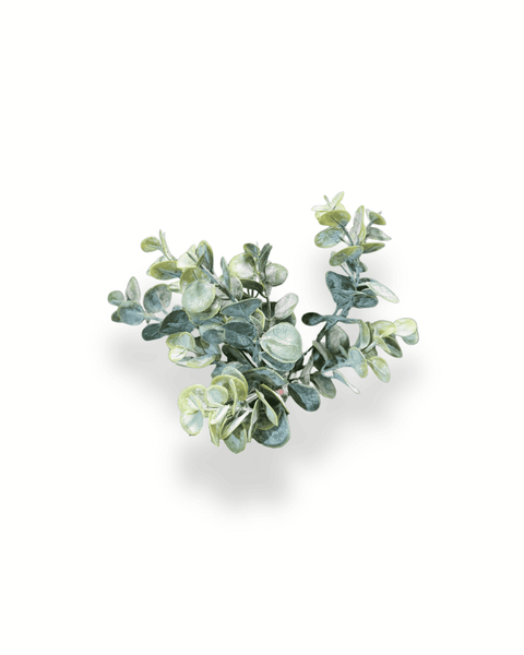 Eucalipto verde natural