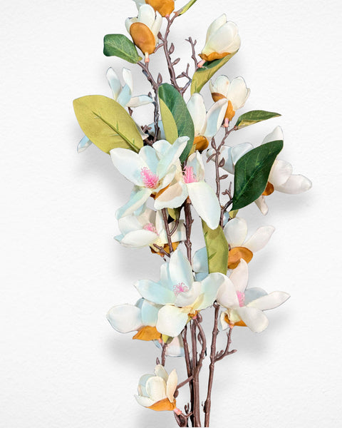 Magnolia