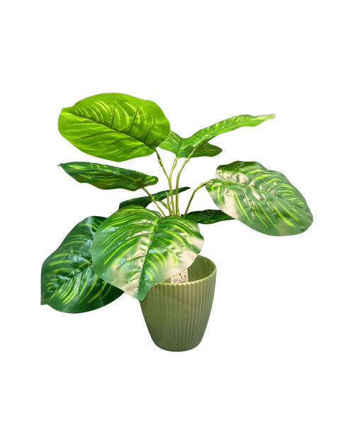 Planta alocacia con 10 hojas
