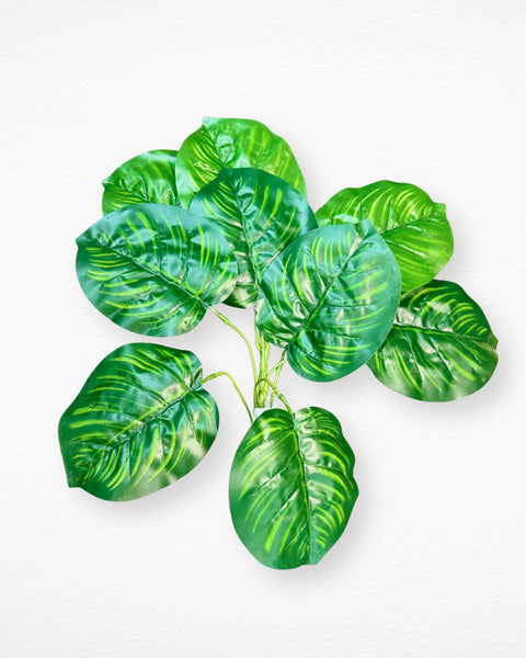 Planta alocacia con 10 hojas