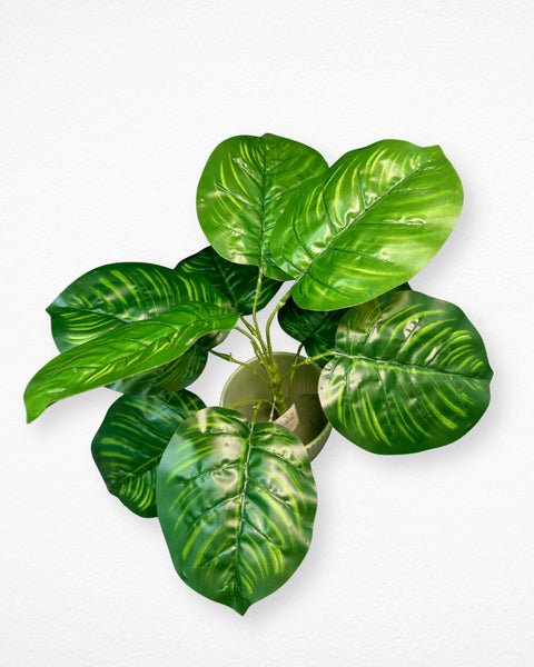 Planta alocacia con 10 hojas