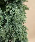 Árbol Ciprés Natural - foto 1