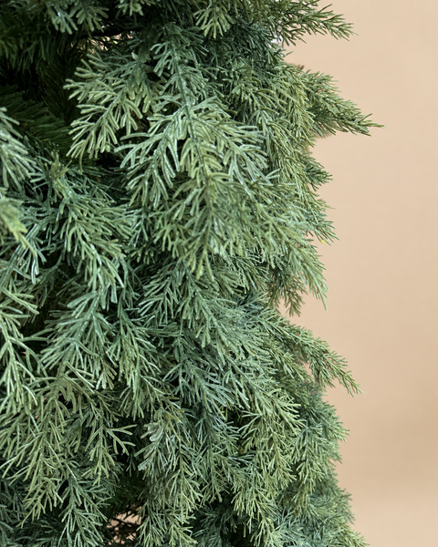 Árbol Ciprés Natural - foto 1