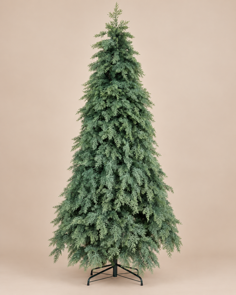 Árbol Ciprés Natural - foto adicional