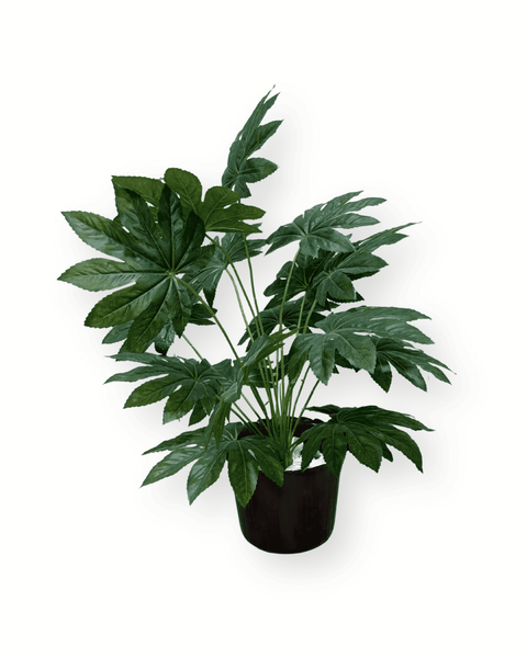 Planta aralia japonica